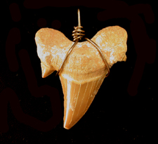 Fossil Shark Tooth Pendent